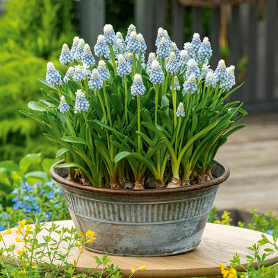 Grape Hyacinth Mountain Lady