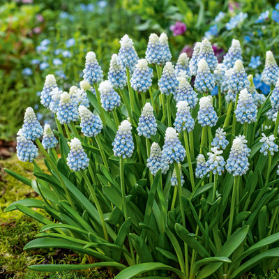 Grape Hyacinth Mountain Lady