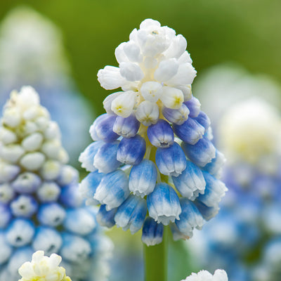 Grape Hyacinth Mountain Lady