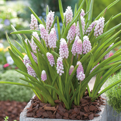 Grape Hyacinth Pink Surprise