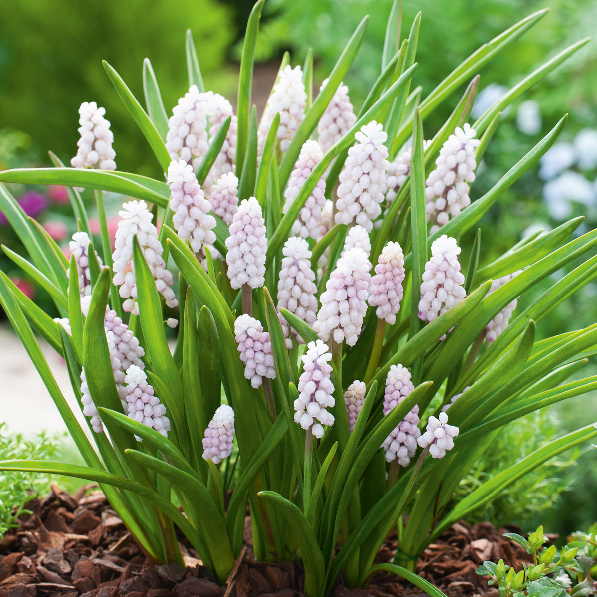 Grape Hyacinth Pink Surprise