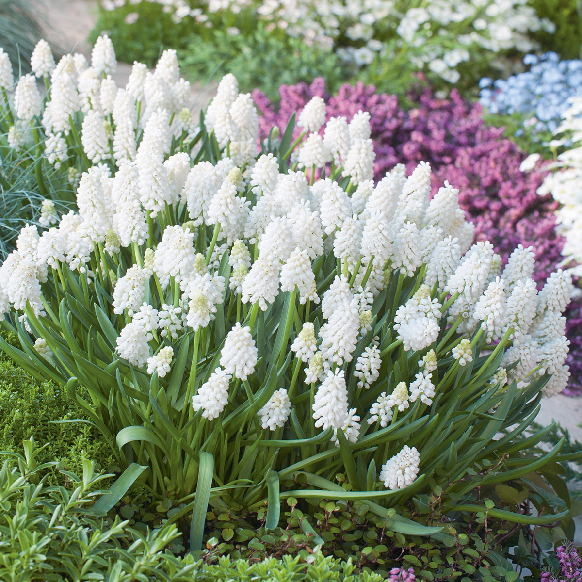Grape Hyacinth White Magic