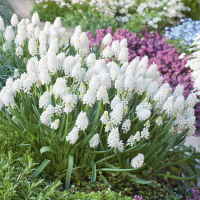 Grape Hyacinth White Magic