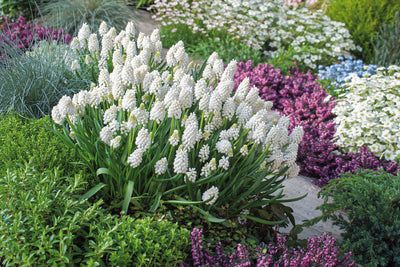 Grape Hyacinth White Magic