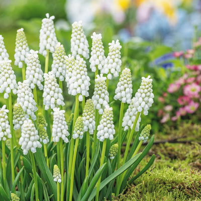 Grape Hyacinth White Pearl