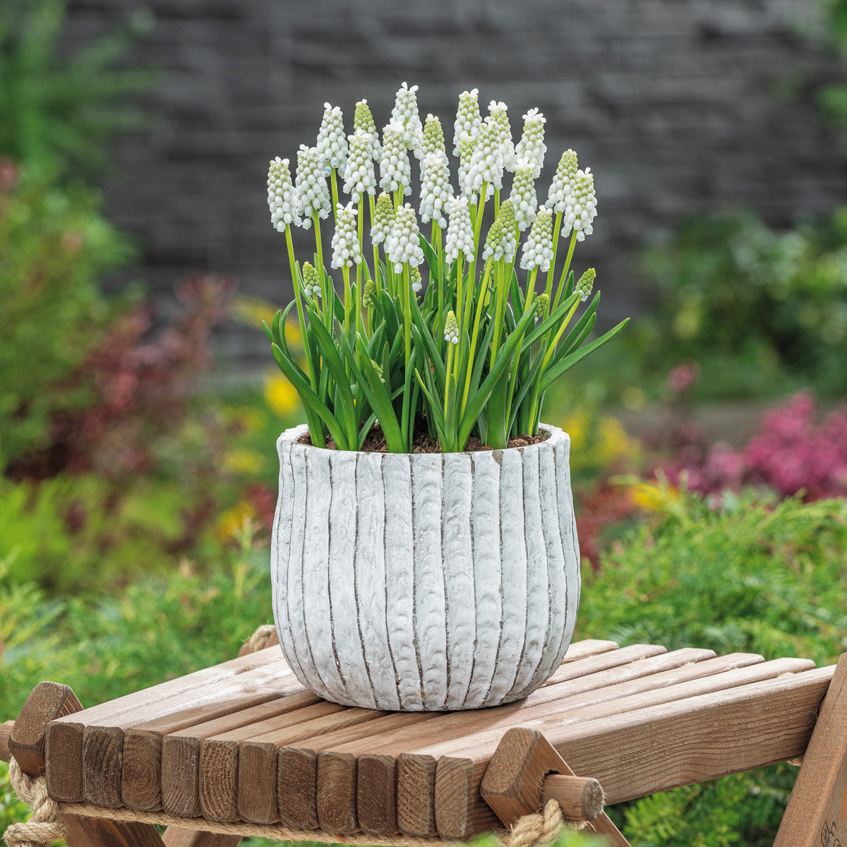 Grape Hyacinth White Pearl