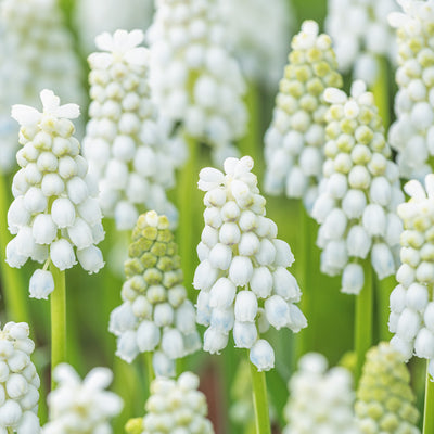 Grape Hyacinth White Pearl