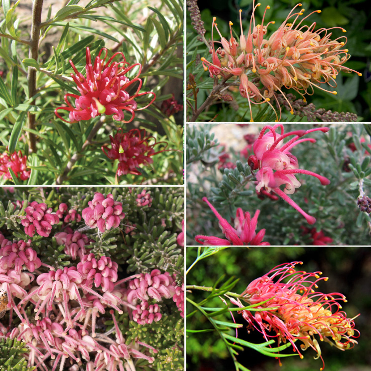 Grevillea Collection