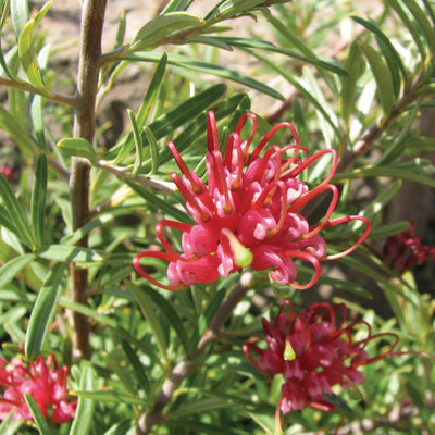 Grevillea Collection