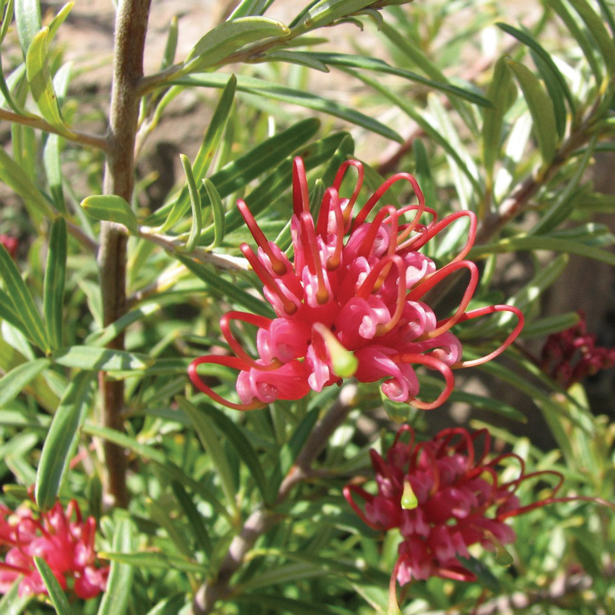 Grevillea Obtusifolia