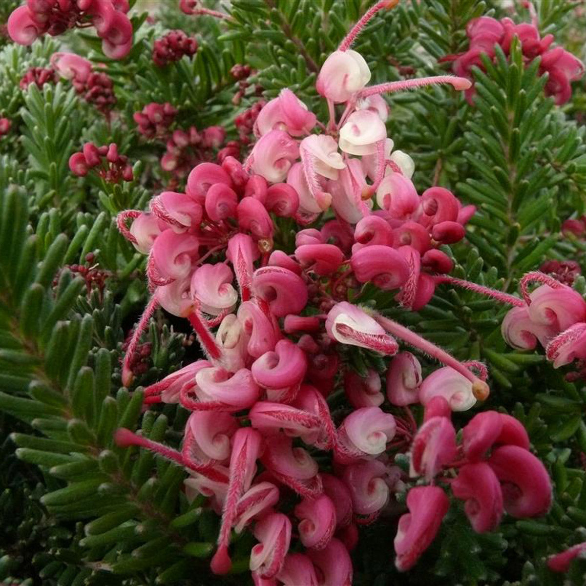 Grevillea Woolly Bear Hero