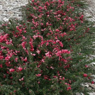 Grevillea Woolly Bear Hero