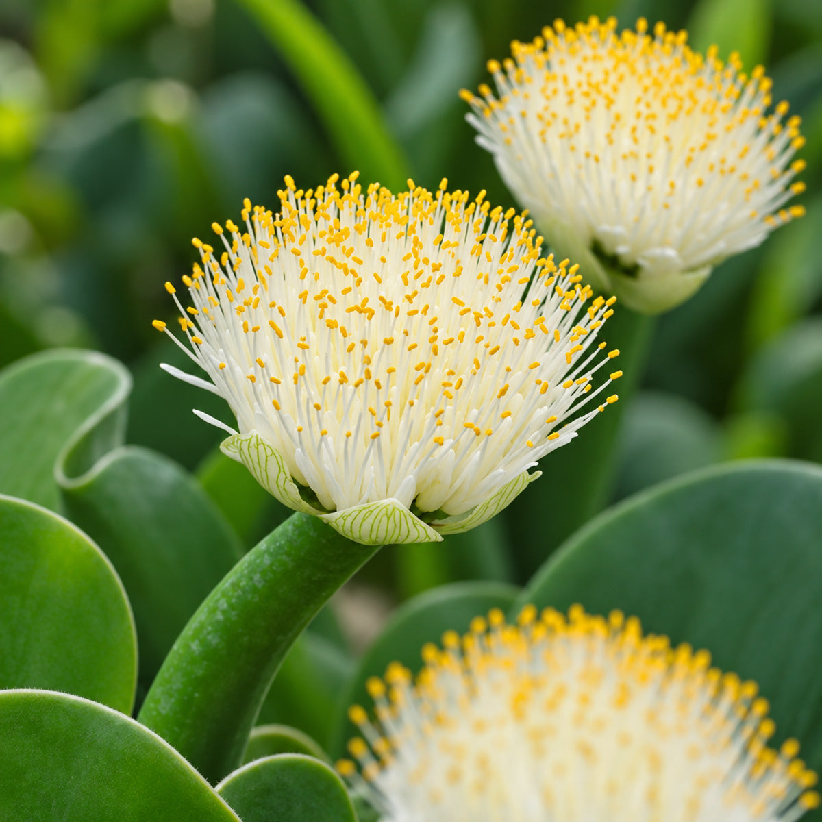 Haemanthus White