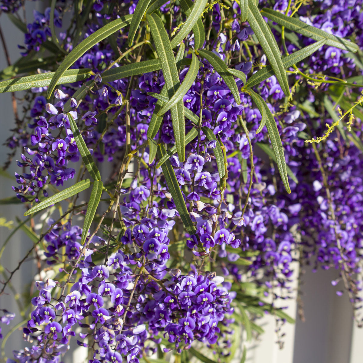 Hardenbergia Bliss