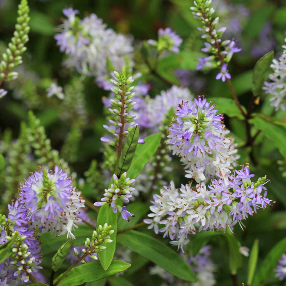 Hebe Lavender Lass