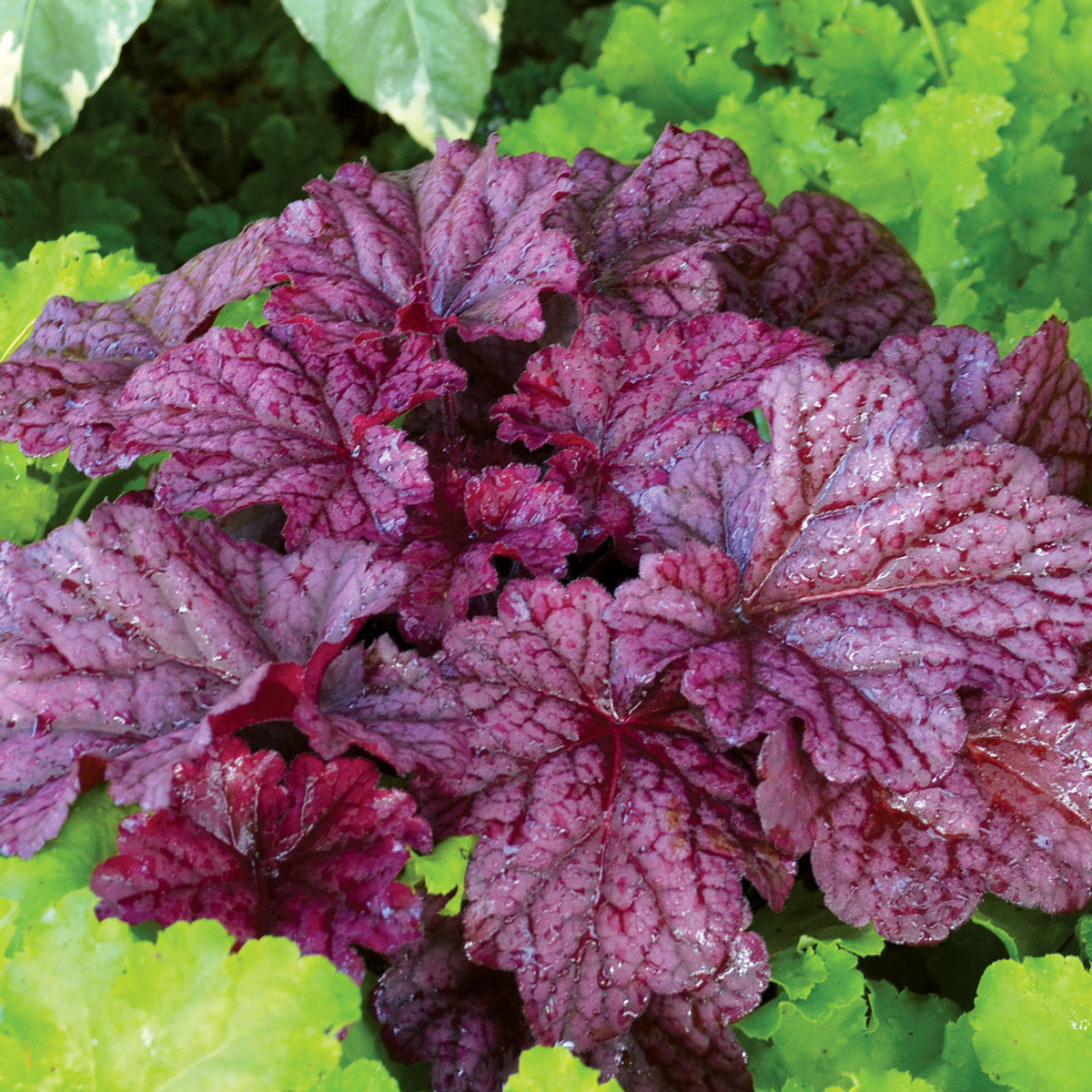 Heuchera Berry Smoothie
