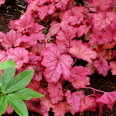 Heuchera Berry Smoothie