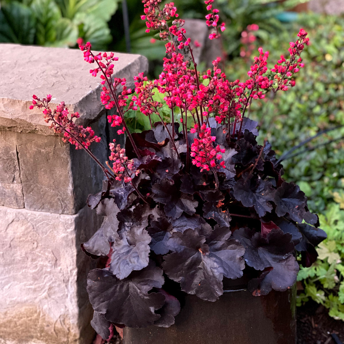 Heuchera Black Forest Cake