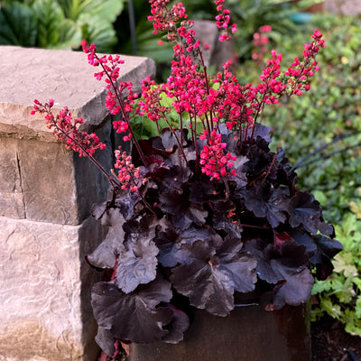 Heuchera Black Forest Cake