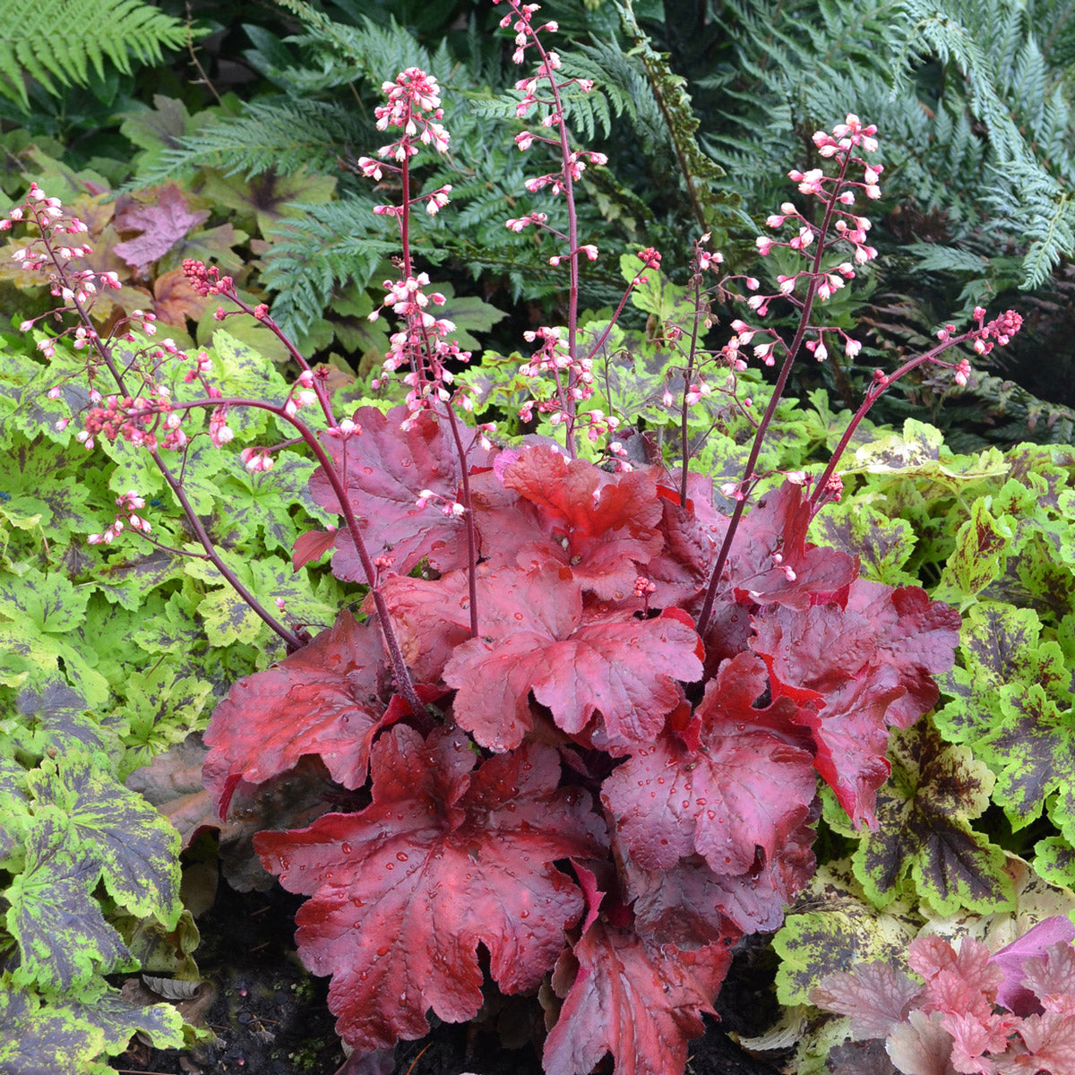 Heuchera Fire Alarm