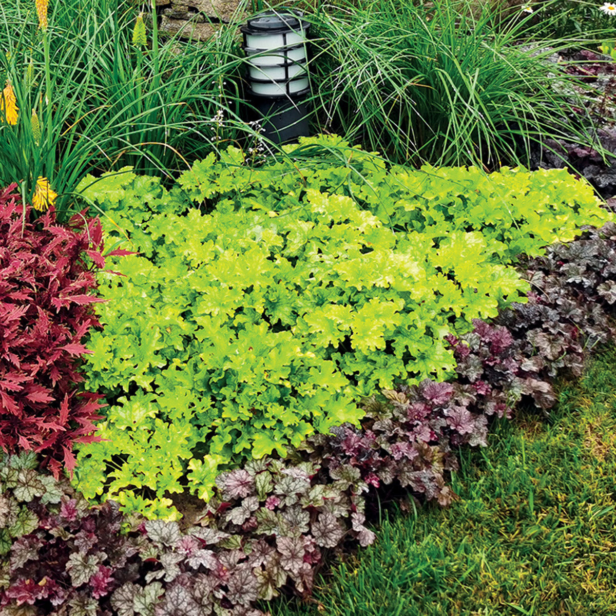 Heuchera Lime Marmalade
