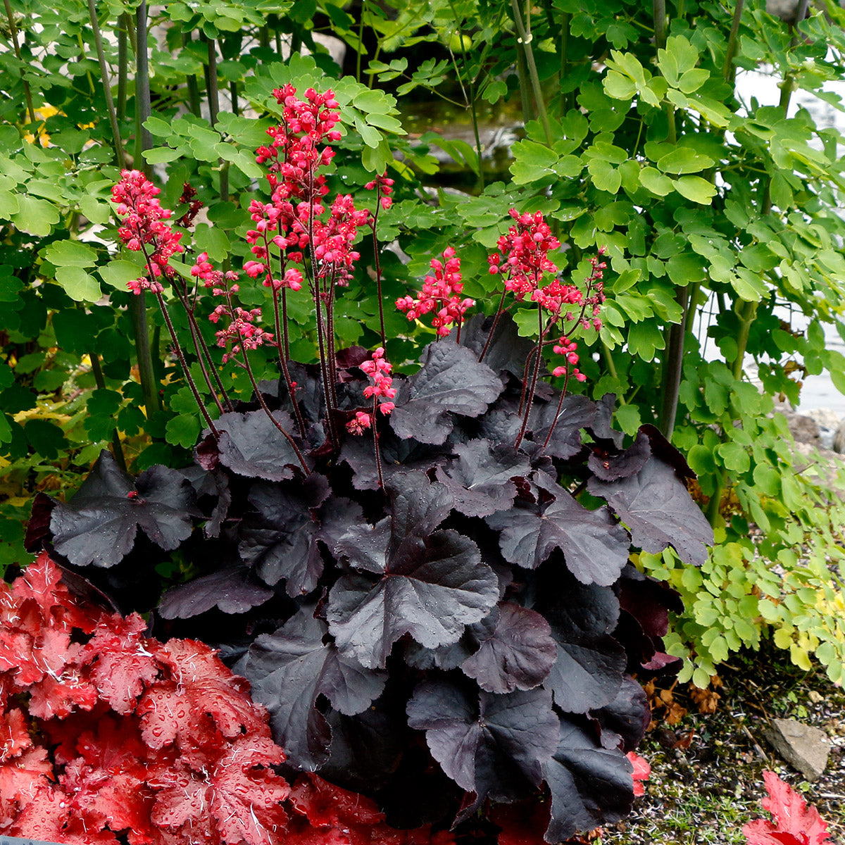 Heuchera Black Forest Cake