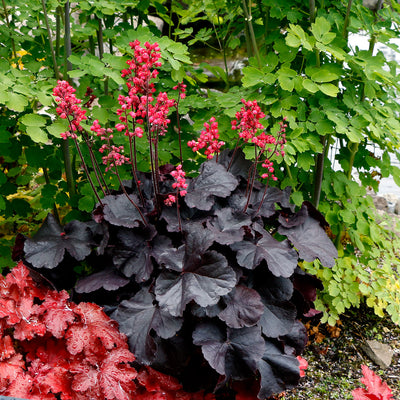 Heuchera Black Forest Cake