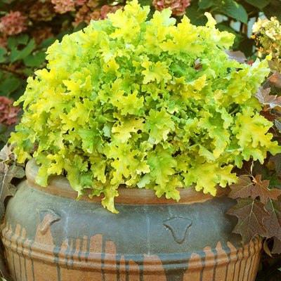 Heuchera Lime Marmalade