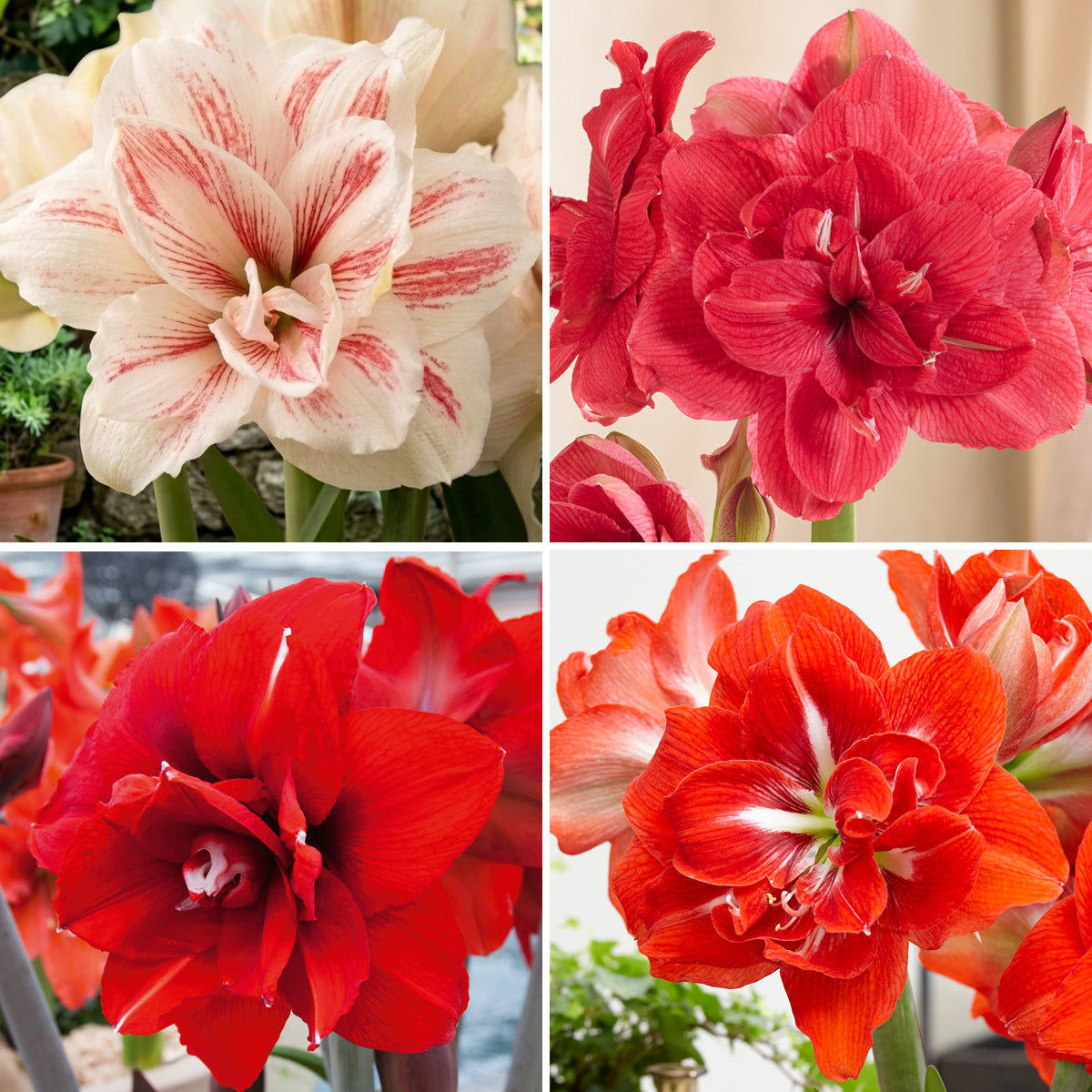 Hippeastrum Double Collection 1