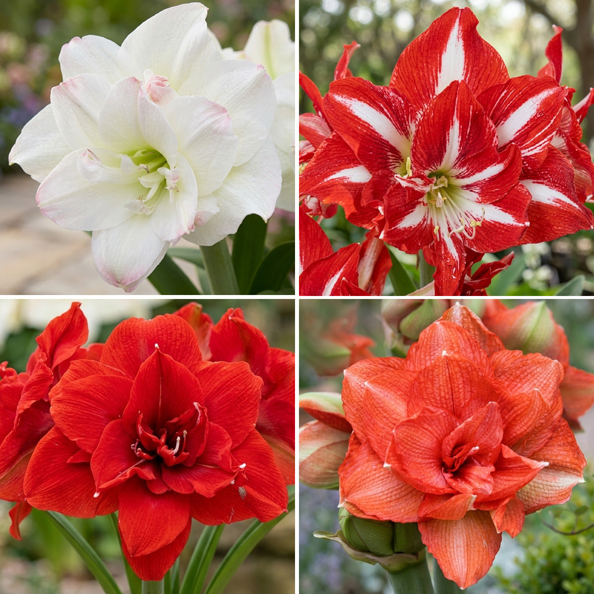 Hippeastrum Double Collection 2