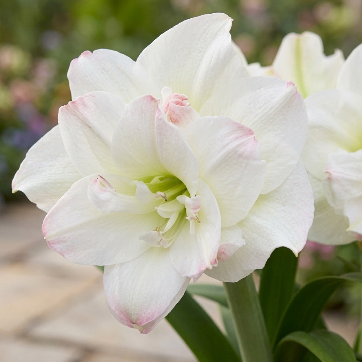 Hippeastrum Amadeus Candy