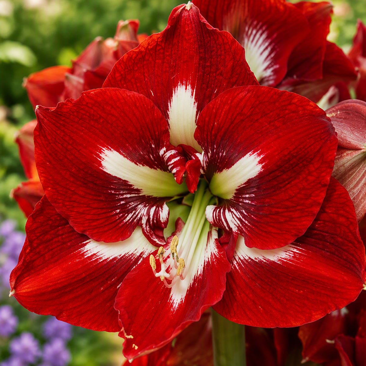 Hippeastrum Barbados