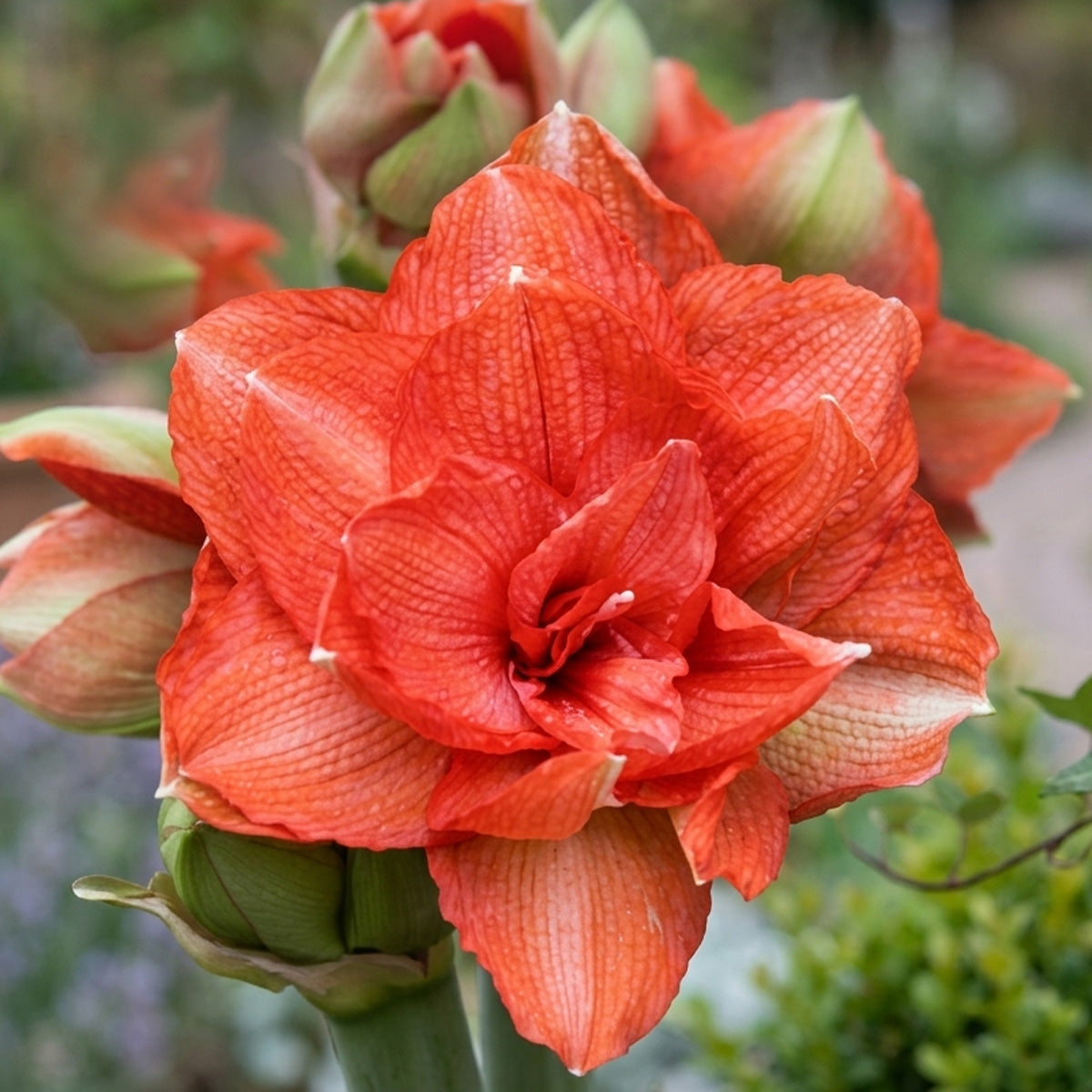 Hippeastrum Benito