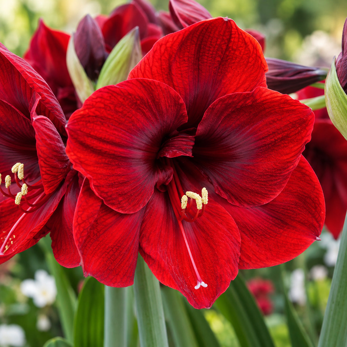 Hippeastrum Benfica
