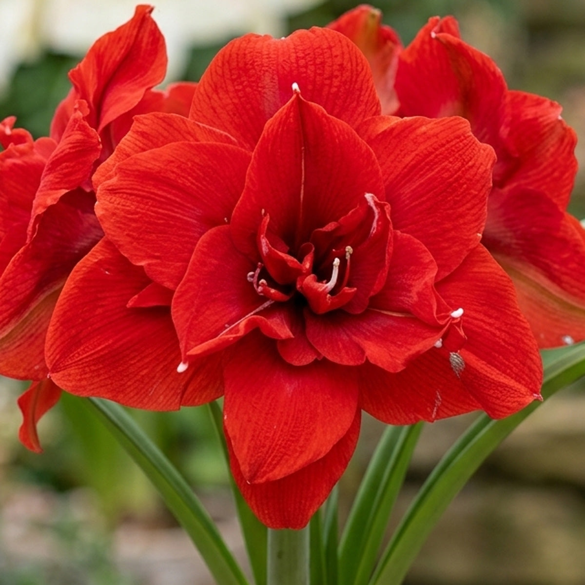 Hippeastrum Cherry Nymph