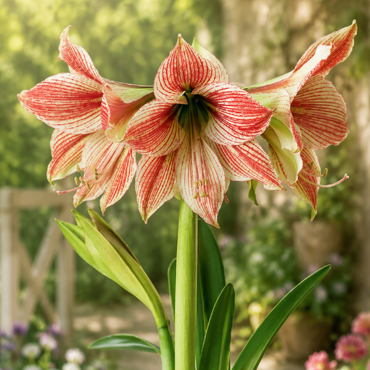 Hippeastrum Exotic Star