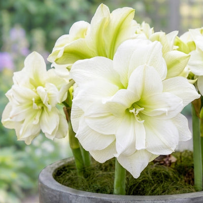 Hippeastrum Marilyn