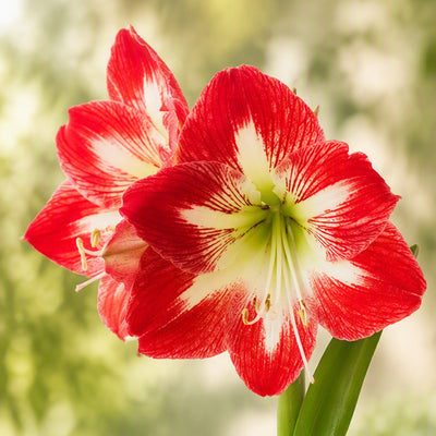 Hippeastrum Minerva