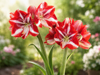 Hippeastrum Pierrot