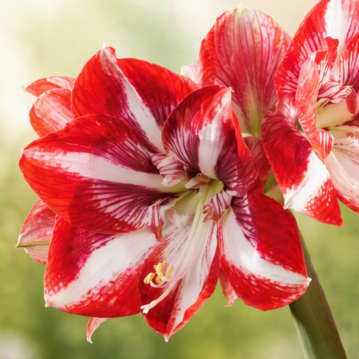 Hippeastrum Pierrot