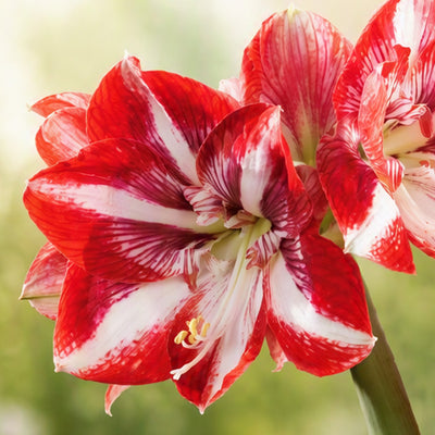 Hippeastrum Pierrot