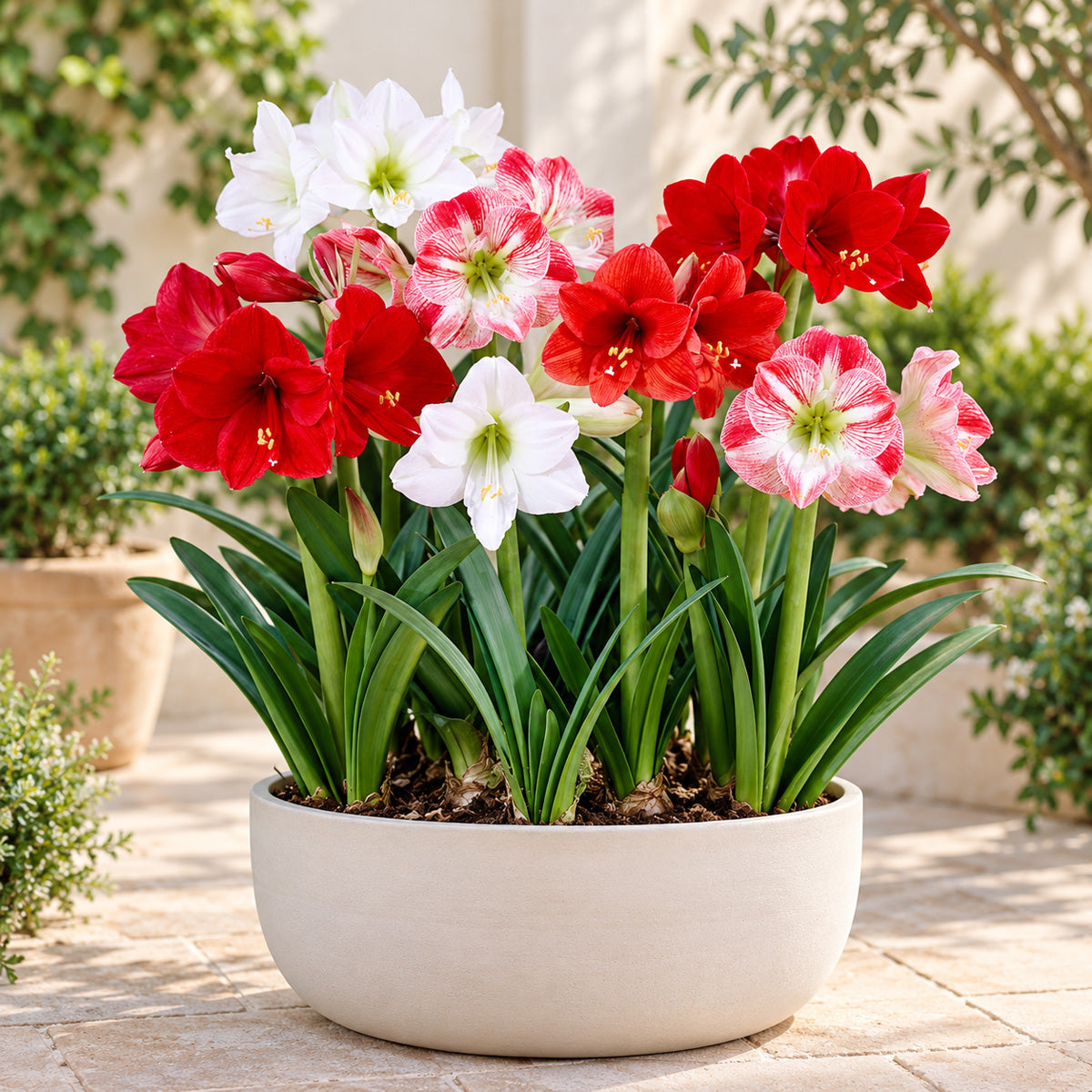 Hippeastrum Planting Stock Mixed