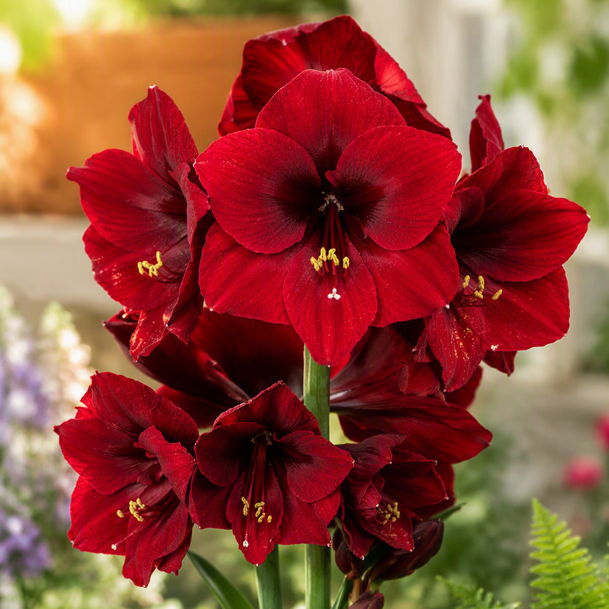 Hippeastrum Premiere