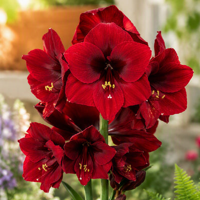 Hippeastrum Premiere