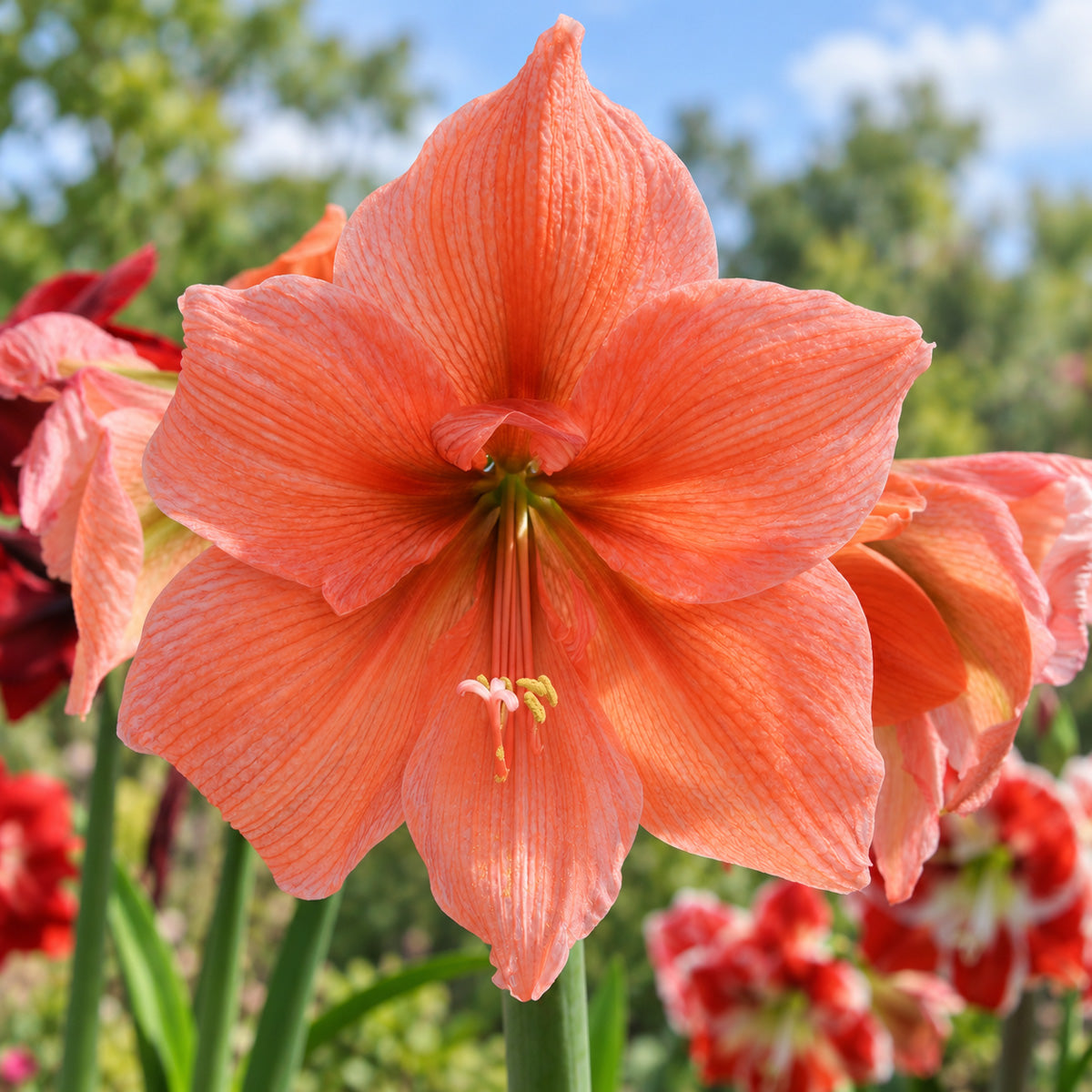 Hippeastrum Rilona