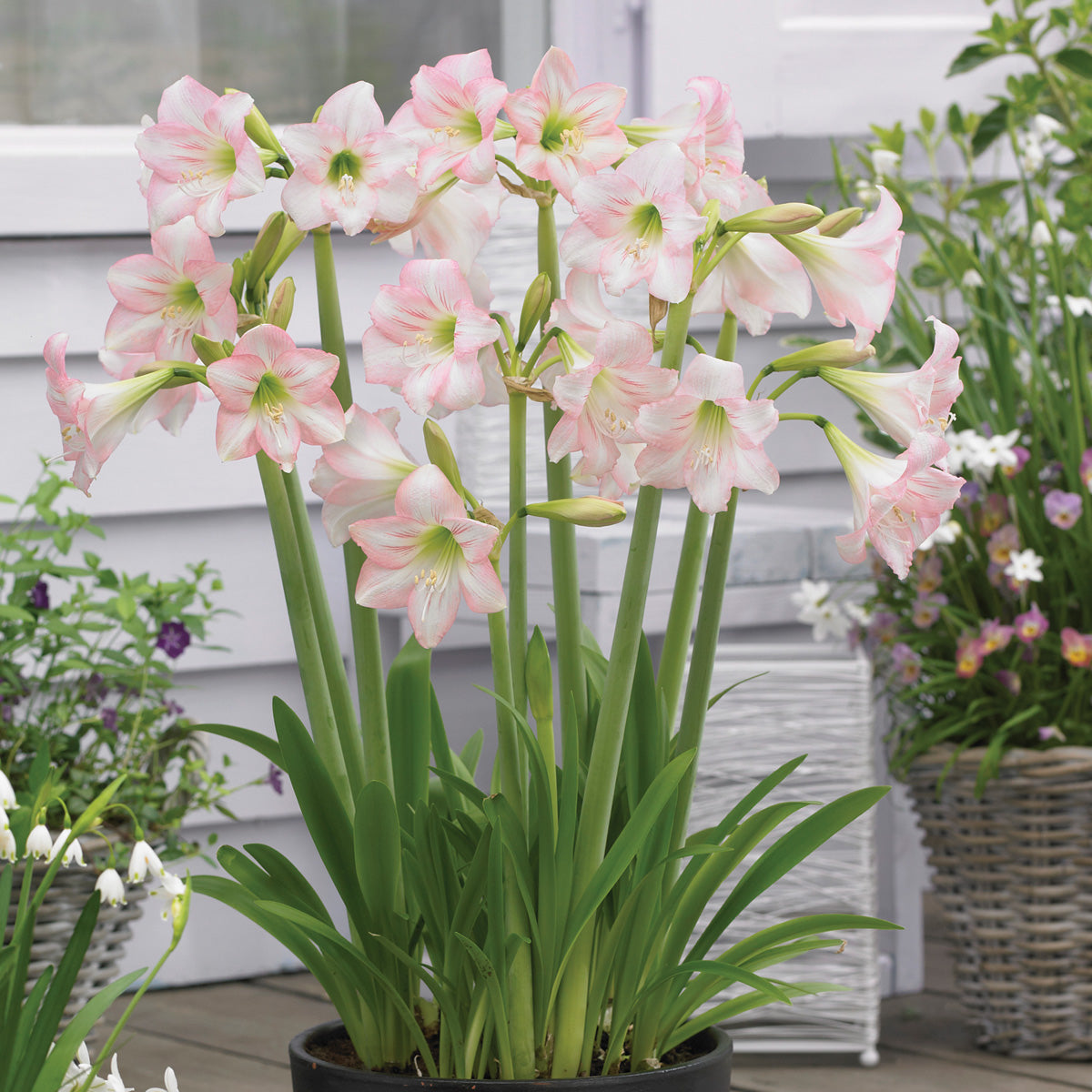 Hippeastrum Sonatini Pink Rascal