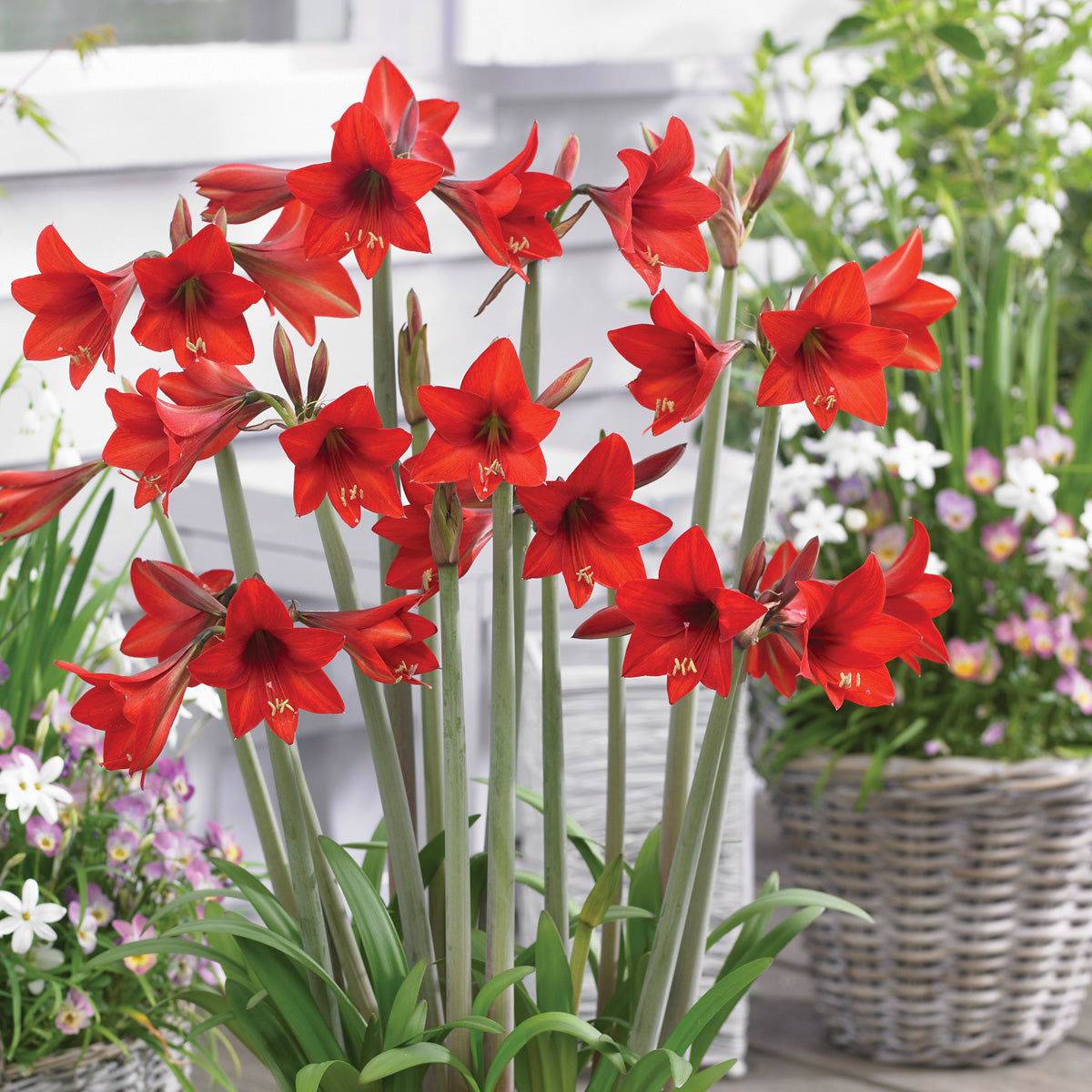 Hippeastrum Sonatini Red Rascal