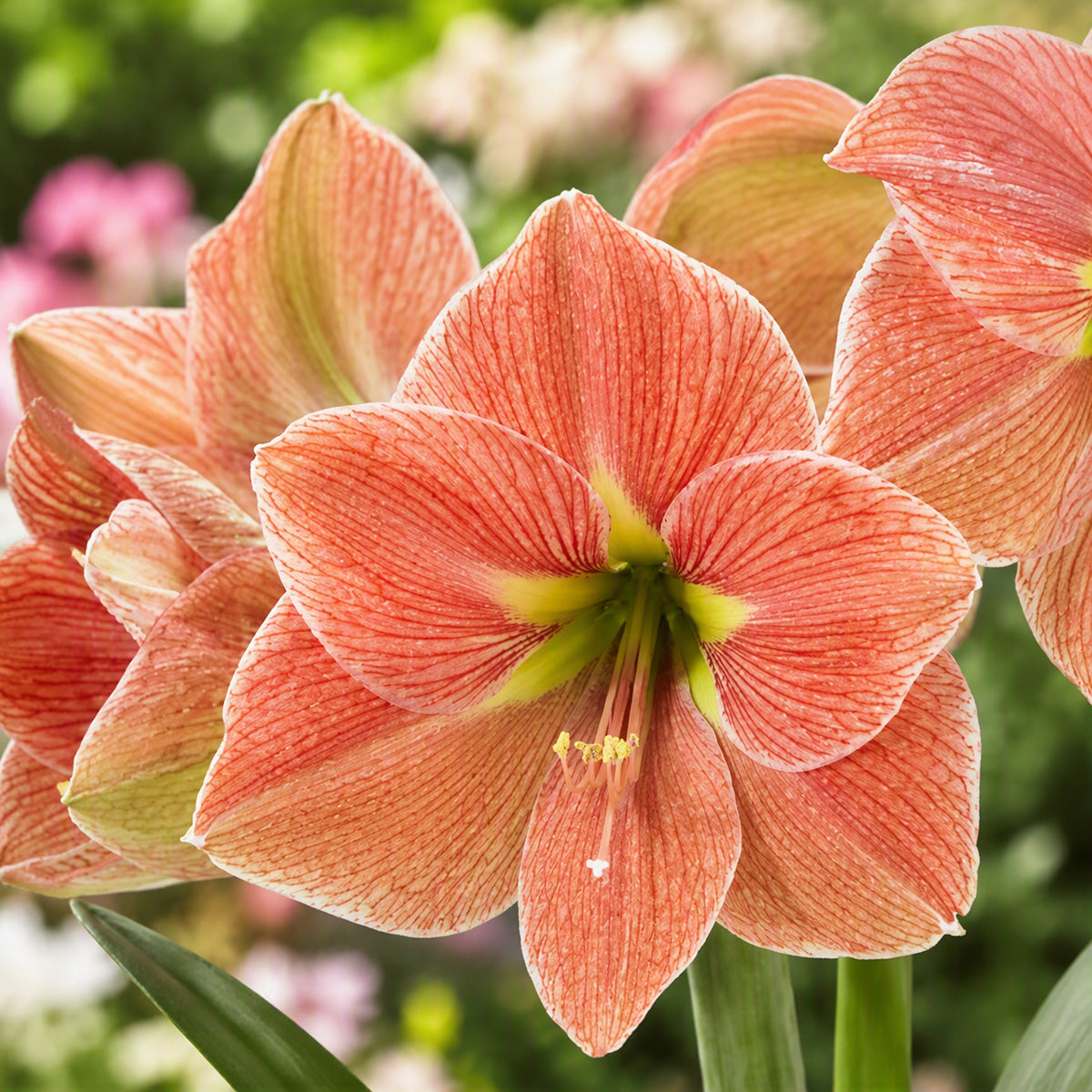 Hippeastrum Terracotta Star
