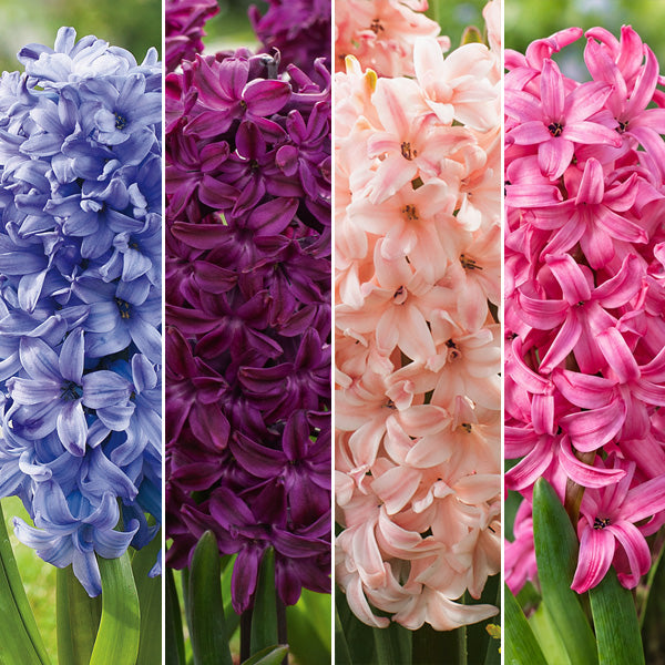 Hyacinth Collection 1