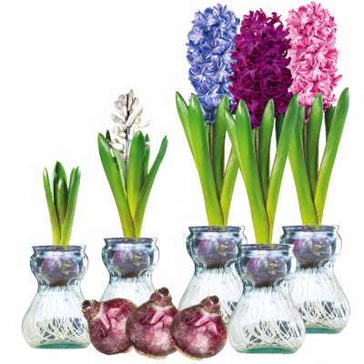 Hyacinth Vase